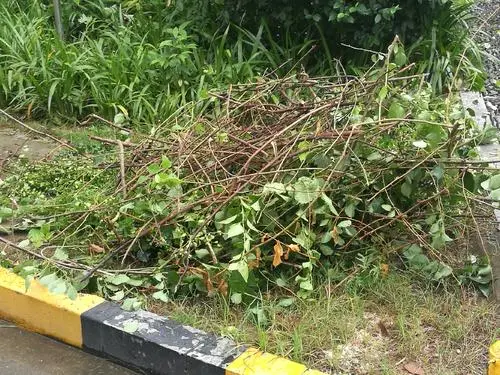 “变废为宝”!杭州将园林绿化垃圾进行堆肥回填.jpg