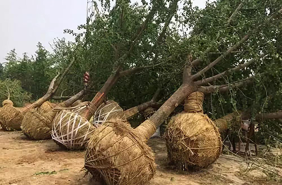 新建园林移植树木长势衰弱，常见问题解析