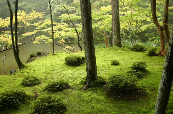 日本枯山水庭园开山之作，来看看西芳寺的苔藓