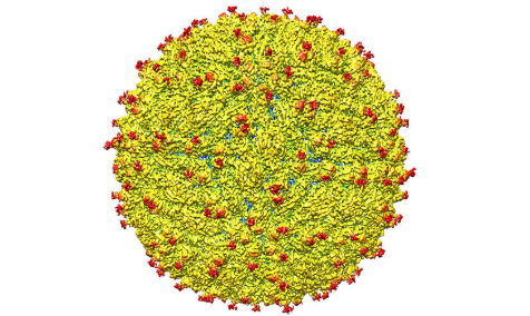 2021年检验主管技师考试备考知识点:黄病毒-酷客健康