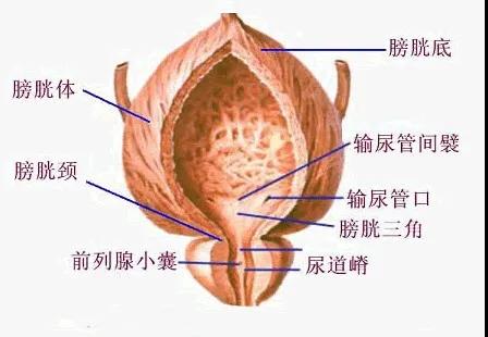 膀胱.jpg