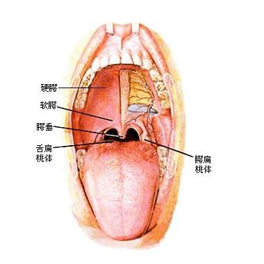 正常人咽部图片图片
