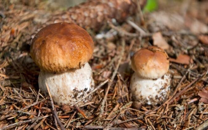 如何挑选白牛肝菌