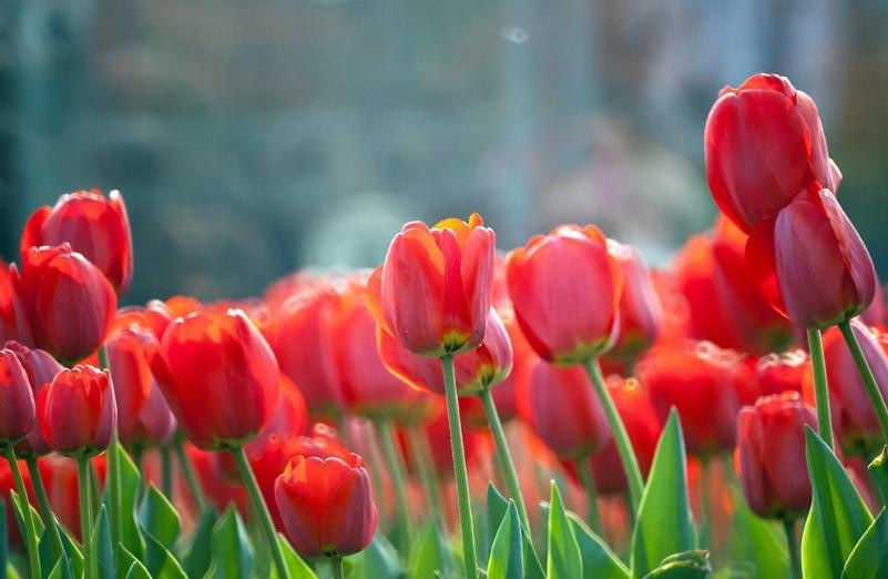 阿富汗国花是什么