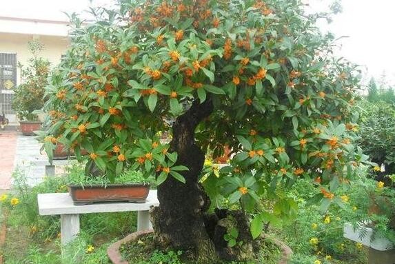 桂花树桩盆景应该如何养殖