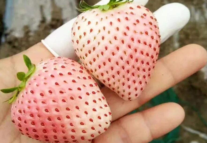 菠萝莓