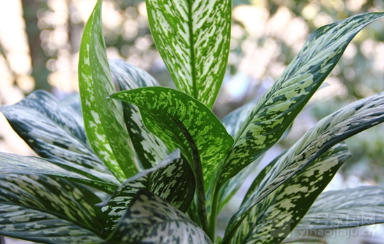 盘点怎幺样的室内植物最适合家居养殖