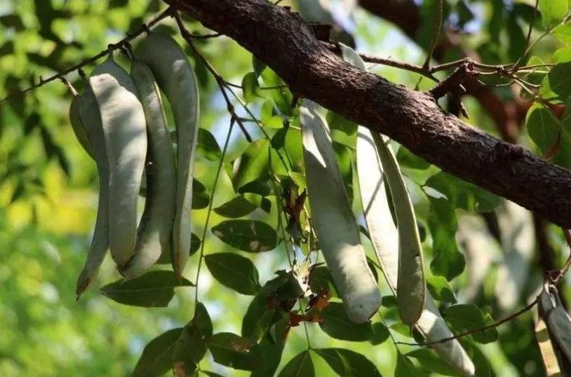 皂角可以天天洗头吗